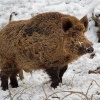 Prase divoke - Sus scrofa - Eurasian Wild Boar 9855
